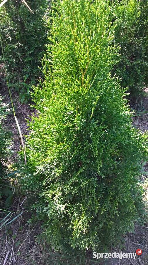 Najtańszy Gotowy Żywopłot mazowieckie