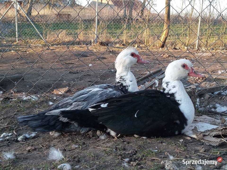 Kaczki i kaczorki francuskie piżmowe nieme Drób i ptactwo