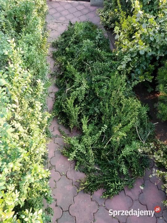 Bukszpan cięty świeży zdrowy wiązki pęczki małopolskie Kraków
