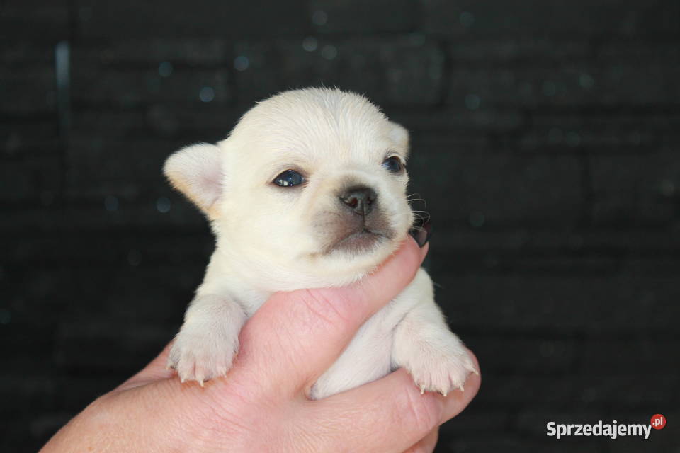 Chihuahua długowłosy chłopiec ZKwP FCI z Świnoujście
