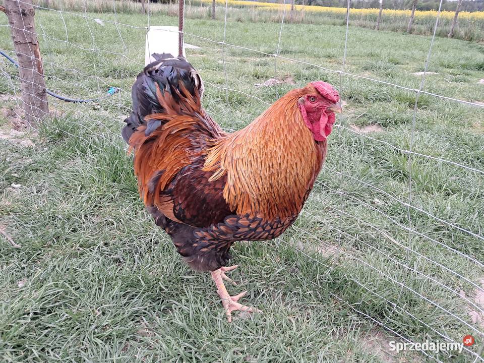 Jaja legowe Wyandotte Mix złota i srebno łuska Oblęgór sprzedam