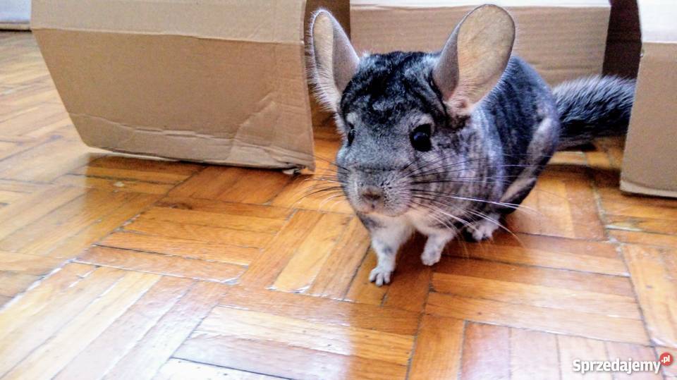 Oddam szynszyle Kołobrzeg sprzedam