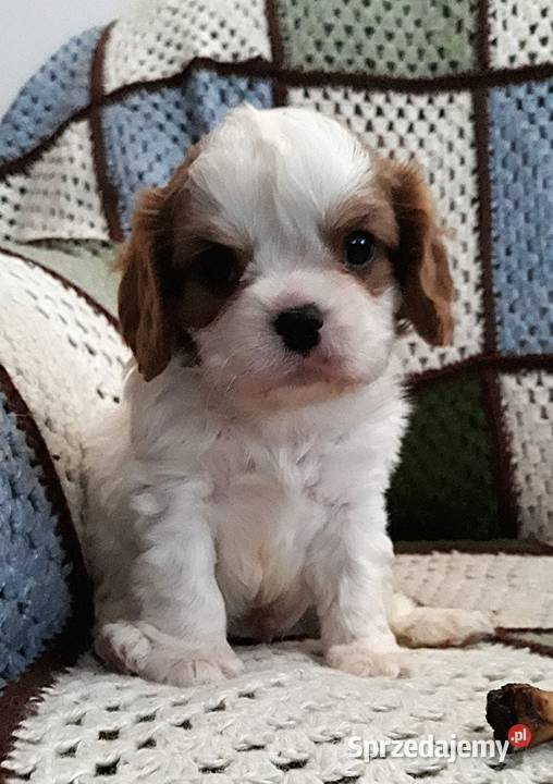 Chłopczyk cavalier k ch spaniel z przewagą Rzeszów