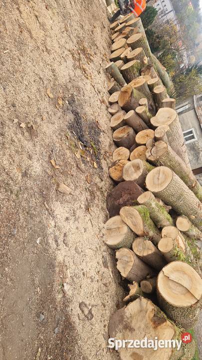 Sprzedam Drewno OpałoweKominkowe 570 x 894 x 900 Opał Nowa Ruda