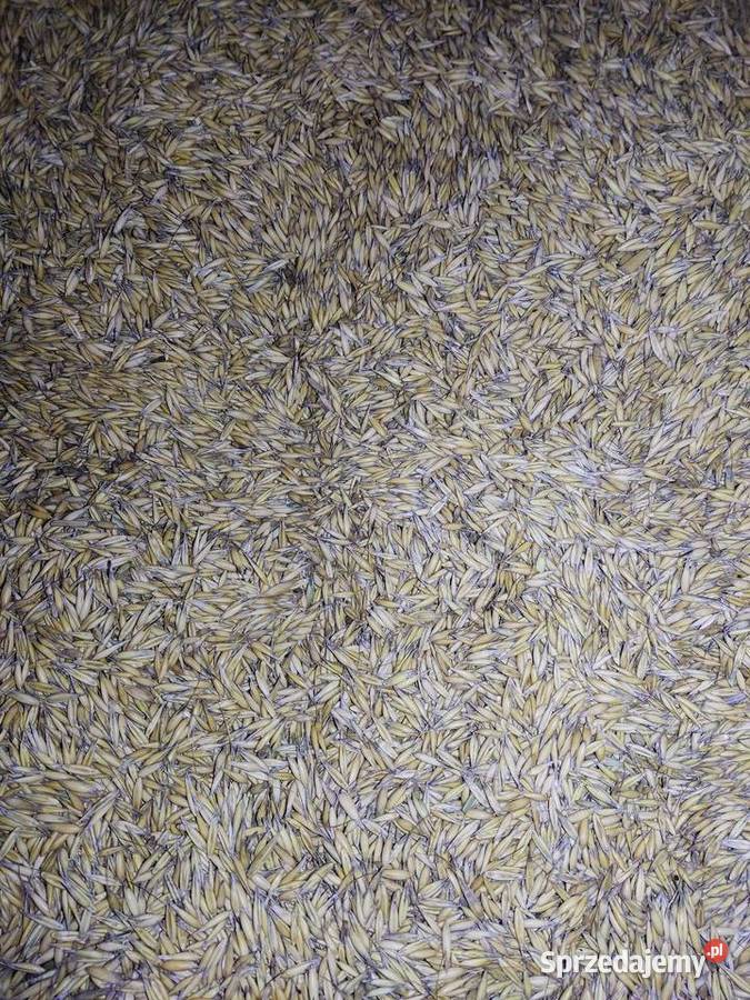 Owies Rambo pierwszy centrali Kielce