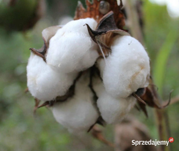 BAWEŁNA INDYJSKA Gossypium herbaceum NASIONA Lubanie