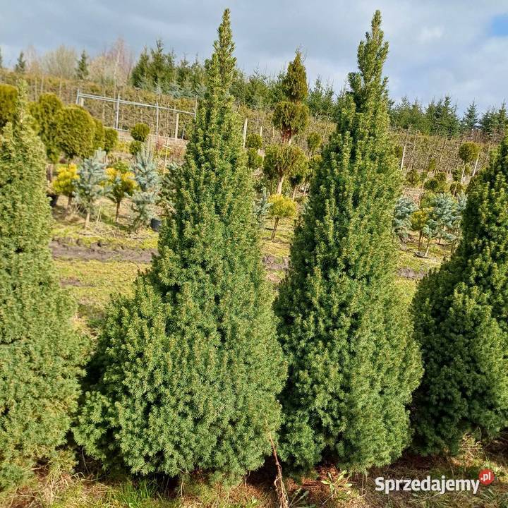 Świerk BiałyConica Picea Glauca balot 160 hurt Grójec