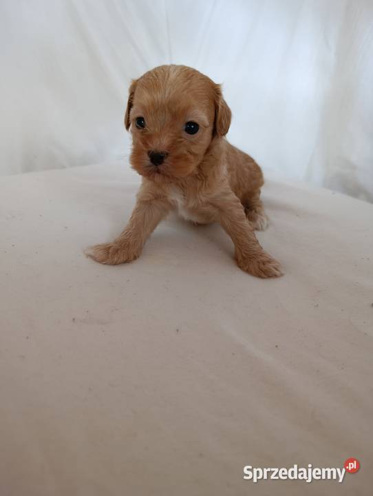 Cavapoo f1b szczenięta Krapkowice