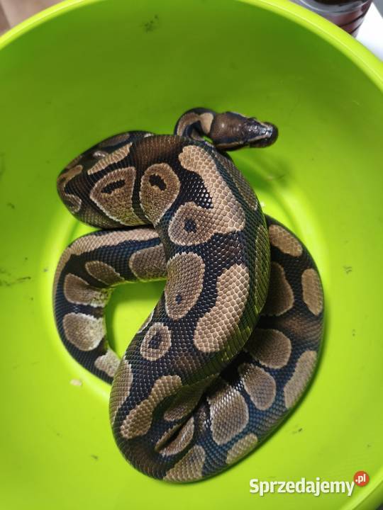 Hodowla pytonów królewskich Gliwice sprzedam