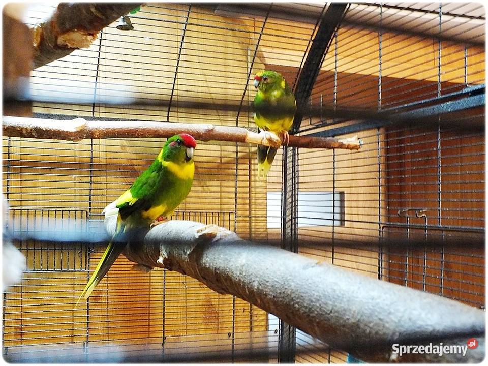 Papugi Modrolotki Kozy Parka legowa Samiec i Lubsko