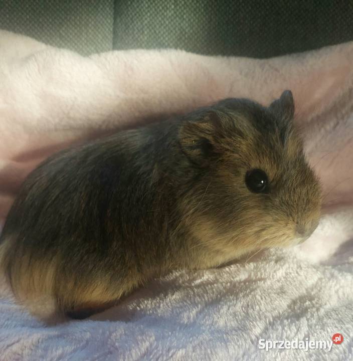 Świnki morskie młode