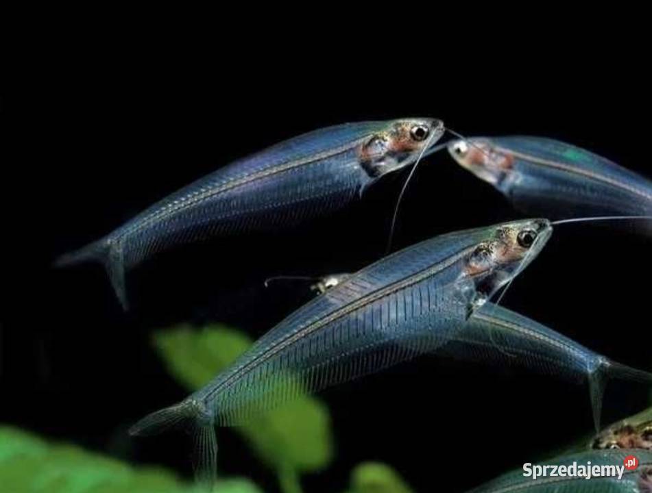Sum szklistyryby akwariowe rybki akwarium Wygoda sprzedam