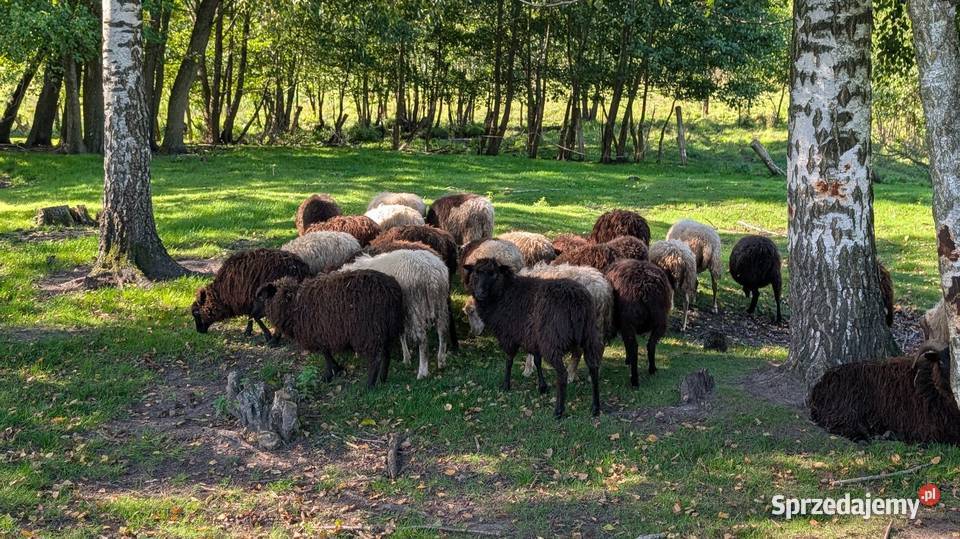 Owce rasy Skudde jagnięca warmińsko-mazurskie
