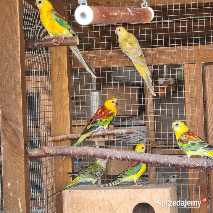 Swiergoty Ptaki Szymanowice