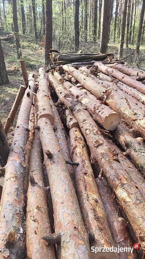 SUCHE DREWNO SOSONOWE Z POSUSZU Rojewo