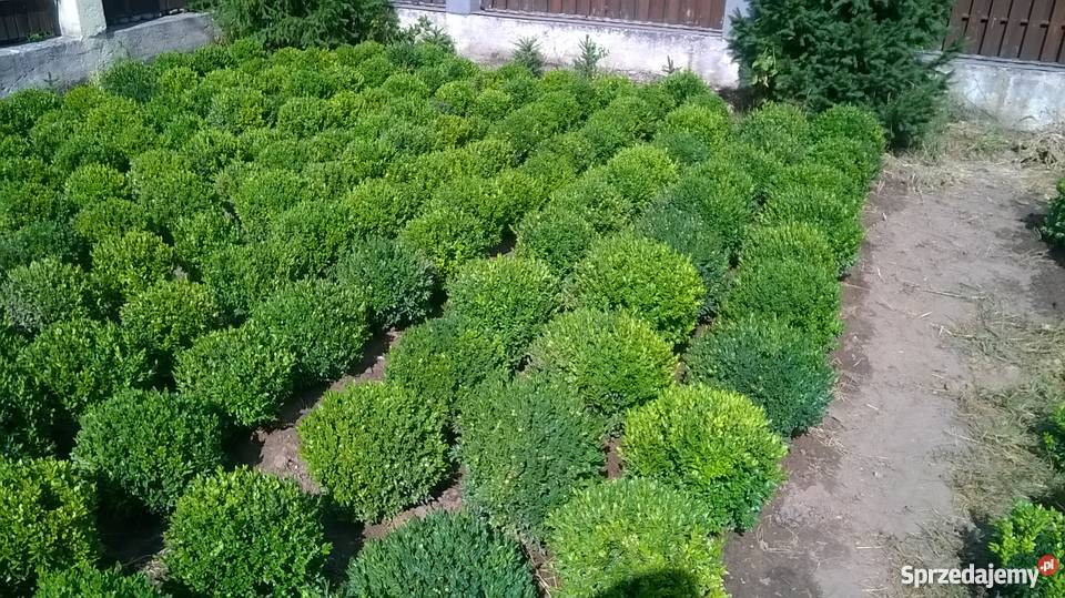sprzedam bukszpany Rośliny mazowieckie Warszawa