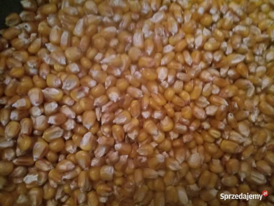 Kukurydza Tipico i Tabarro Dymitrów Mały sprzedam