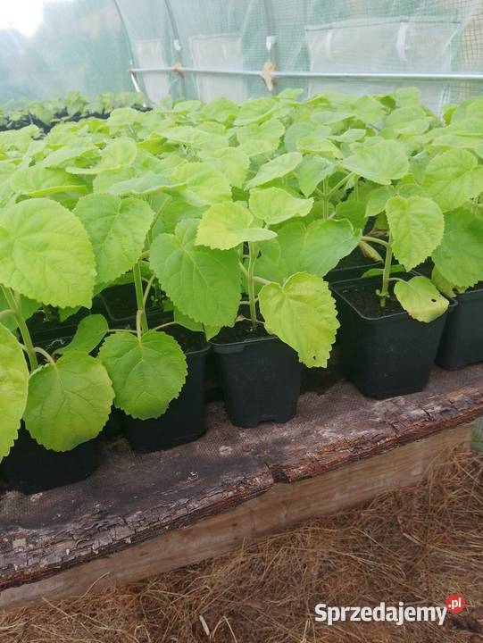 Paulownia oxytree drzewa tlenowe wysyłka Jeziorko sprzedam