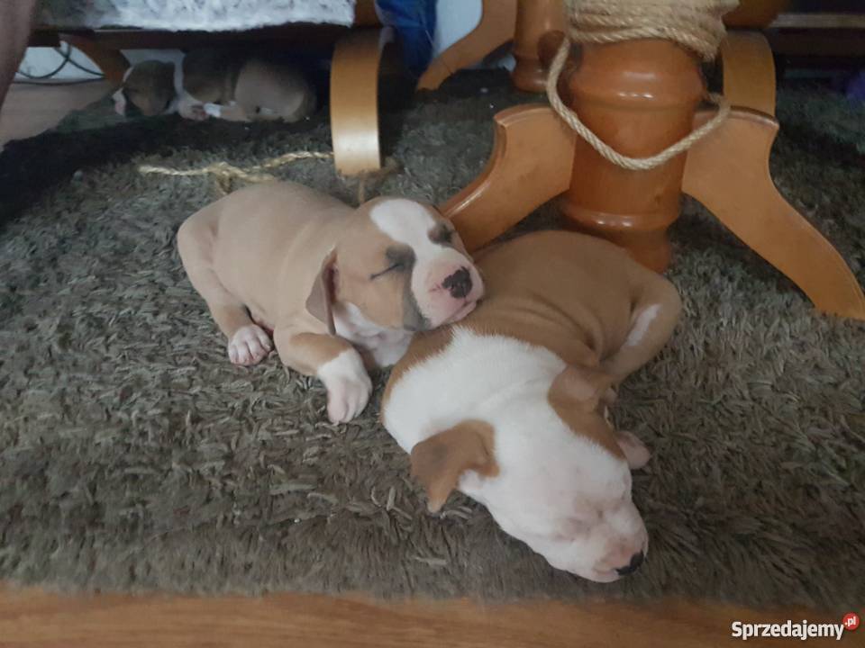 Szczeniaczki Amstaff 6 tygodni śląskie Katowice