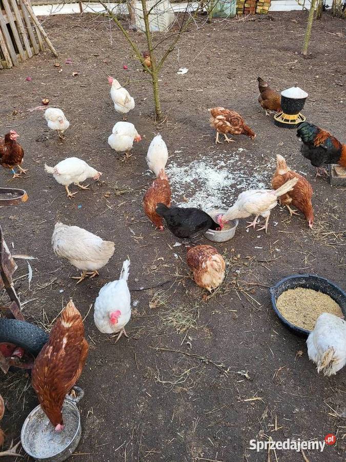 Kury zagrodowe nioski koguty Zrąbiec