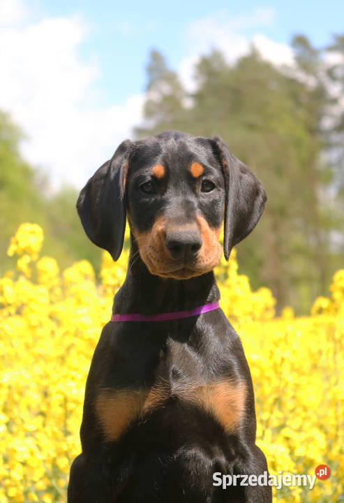 Doberman szczenięta linia amerykańska ZKwPFCI Gorzów Wielkopolski
