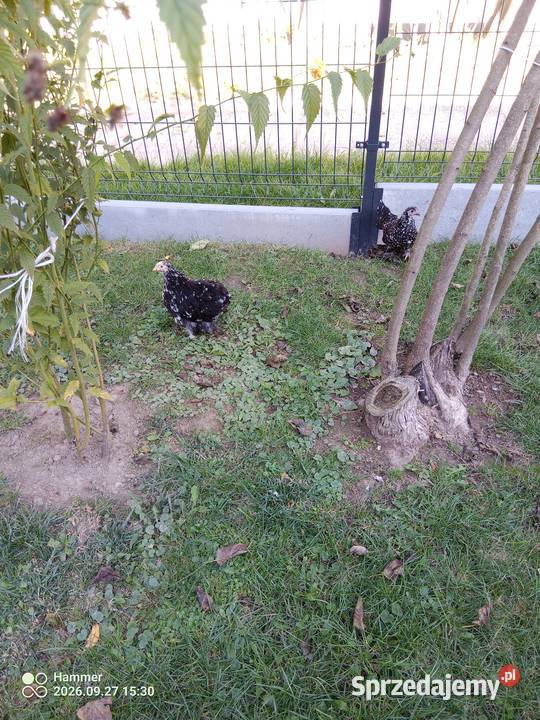 Sprzedam drób ozdobny kochiny miniaturowe i sprzedam