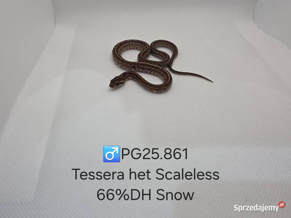 Wąż zbożowy samce i samice Gady i płazy śląskie