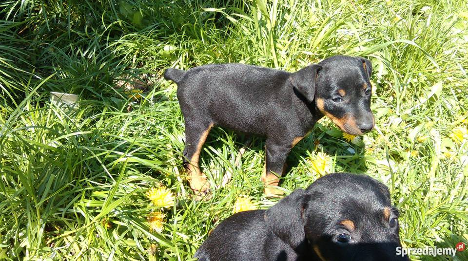 pies myśliwski Goszczyn