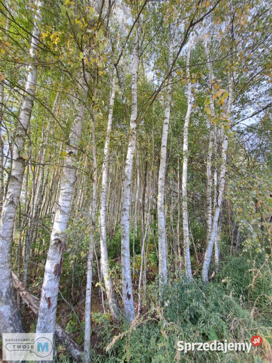 Grunt Łagów 8879m2 30m Grunty i działki