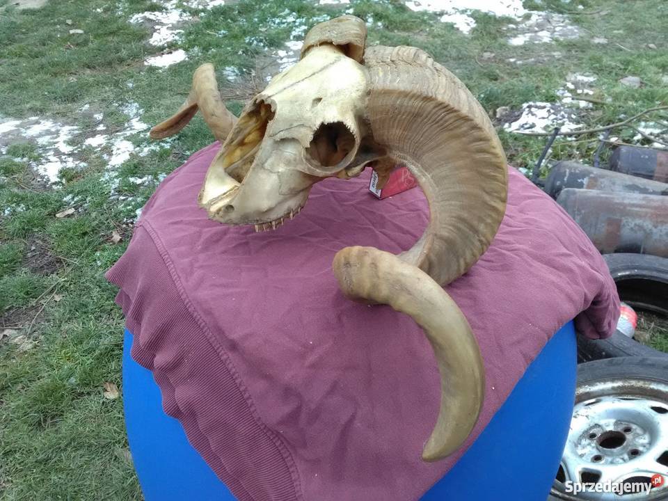 rogi baranajeleń kozioł Niedźwiada