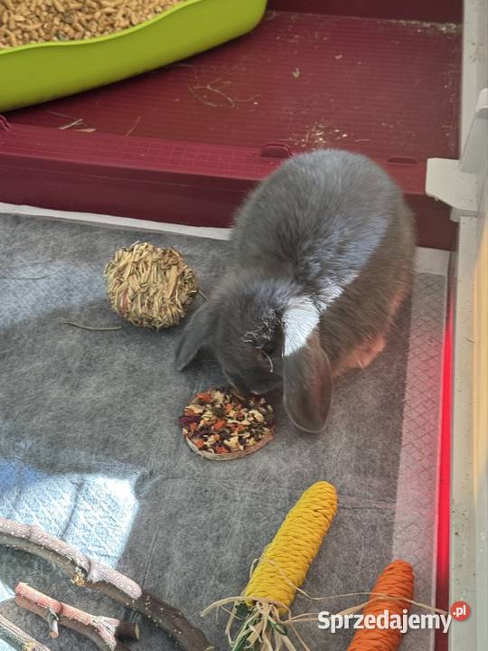 Młodziutki Króliczek Mini Lop sprzedam Łochów