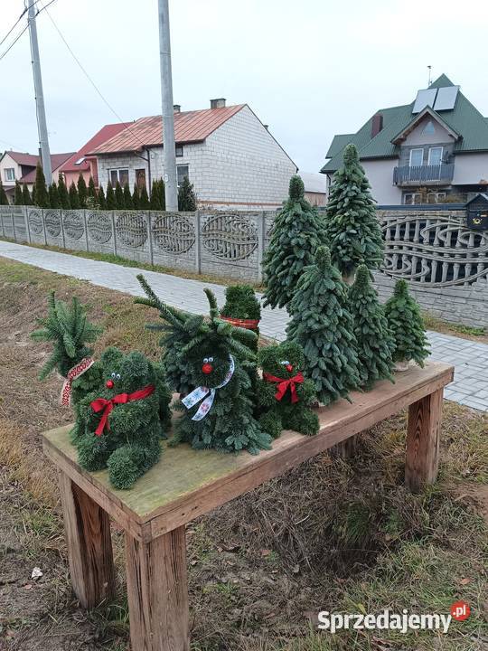 Choinki cięte i robione Rolnictwo Biłgoraj