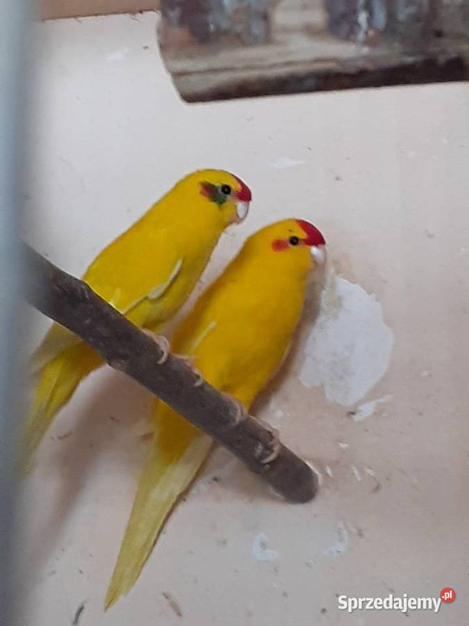 Papugi wpf lubuskie Międzyrzecz