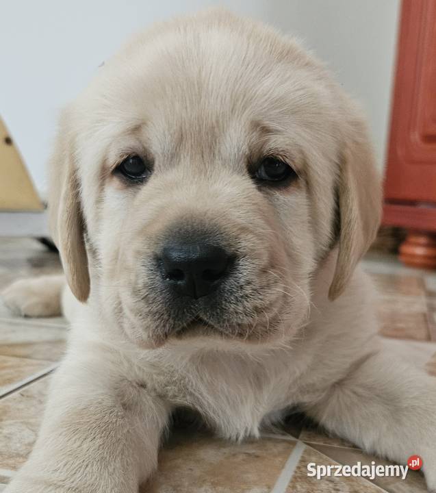 Labrador retriever Zkwp FCI śląskie Lgota Mała