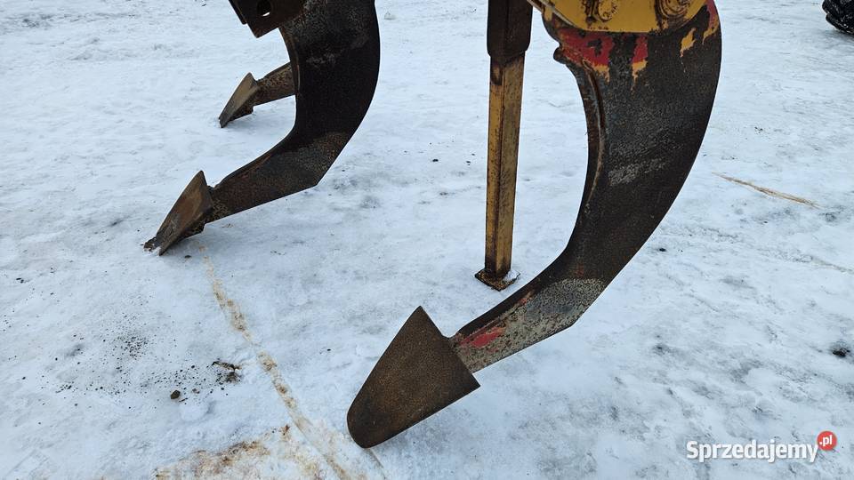 Głębosz zachodni 3 łapy MASYW Brodnica