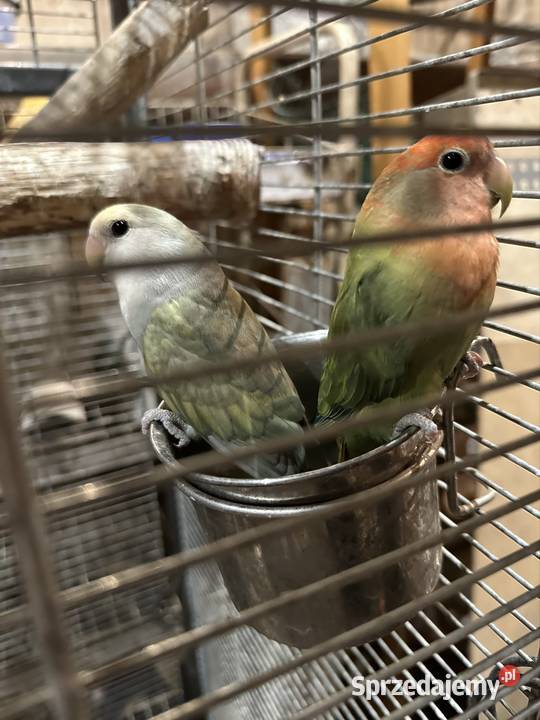 Sprzedam 4 nierozłączki Ptaki śląskie