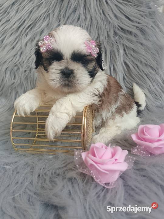 Tricolor suczka rasy ShihTzu Namysłów