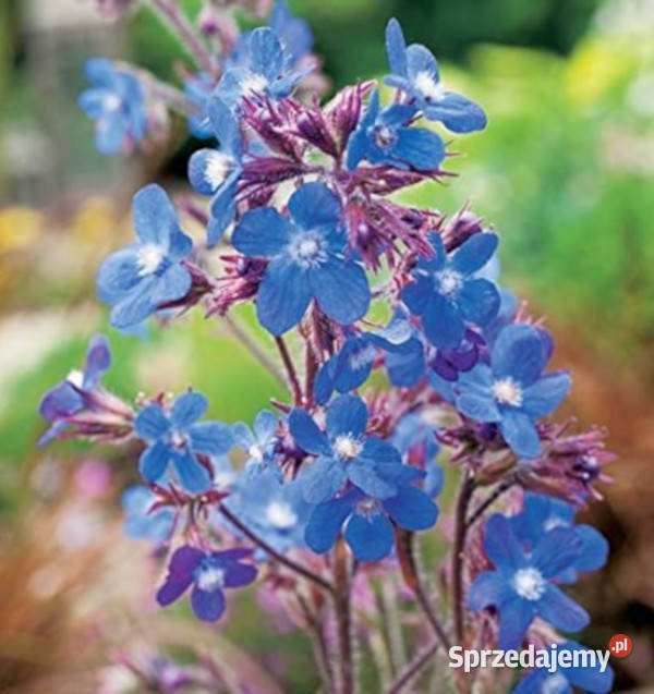 FARBOWNIK LAZUROWY Dropmore sadzonki w Ustronie