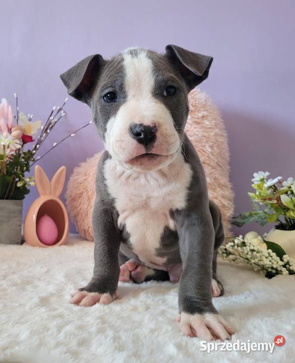 Śliczne szczeniaki amstaff Amstaff Kraków sprzedam