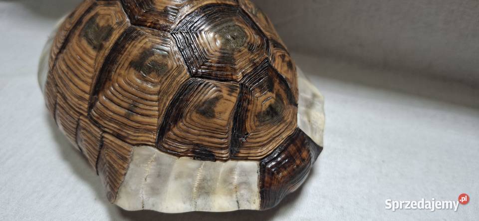 Skorupa Żółwia Karapaks 1972 lubuskie Zielona Góra