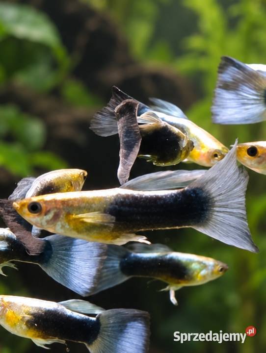 GUPIK NIEBIESKI POECILIA RETICULATA Bydgoszcz