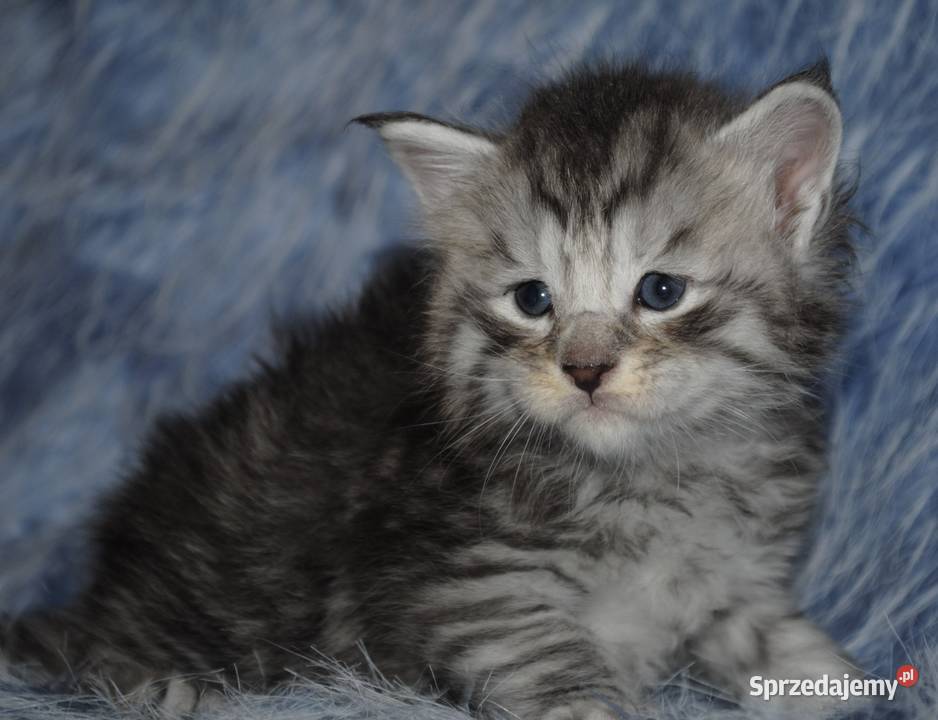 Kociaczki maine coon Brzezia Łąka