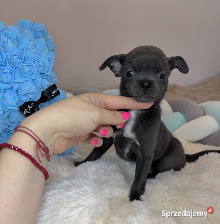 Chihuahua piesek krótkowłosy niebieski Blue Bełchatów