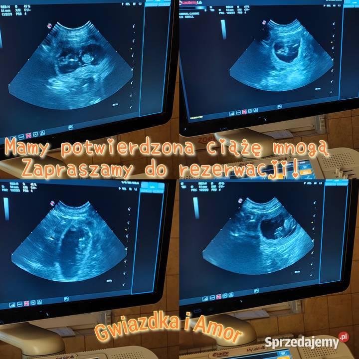 Szczenięta Golden Retriever Rezerwacja miotu Olkusz