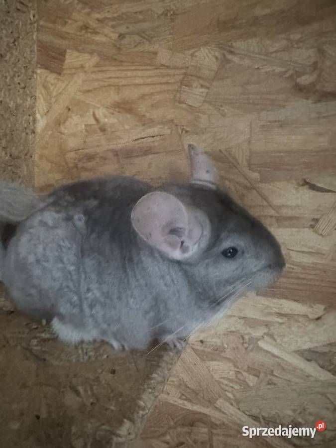 Sprzedam szynszyle samiec i samica śląskie Jastrzębie-Zdrój