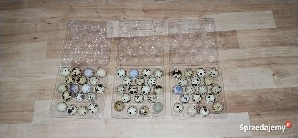 Jajka przepiórcze Faraon Drób i ptactwo śląskie Pruchna sprzedam