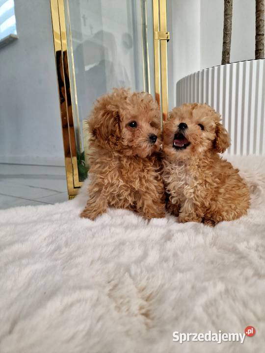Mini pudelki toy Romeo Oreo bgenetyczne