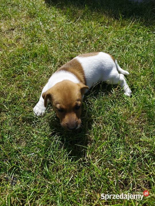 Szczeniaki Jack Russell terrier Marynki