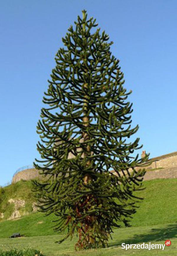 ARAUKARIA CHILIJSKA Araucaria araucanaNASIONA 50 Lubanie