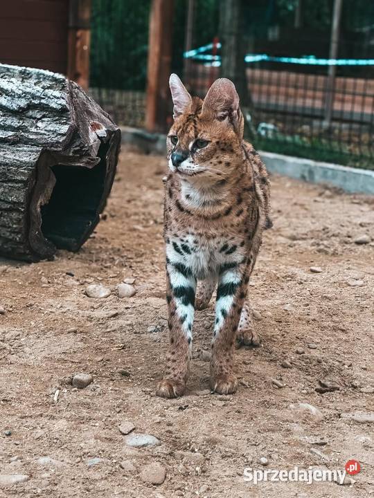 Para hodowlana Serwal Afrykański serval serval z śląskie Marklowice Górne